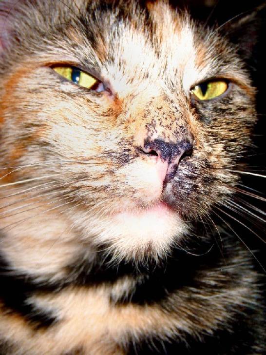 Daisy Mae - (4 ans)