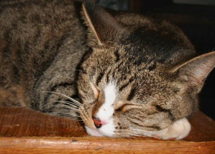 Bootsy - (2 ans)
