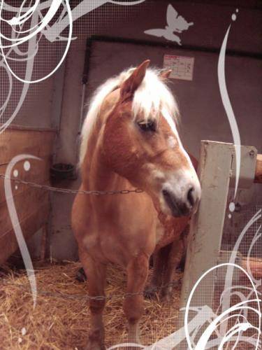 Prescott - Mâle (8 ans)