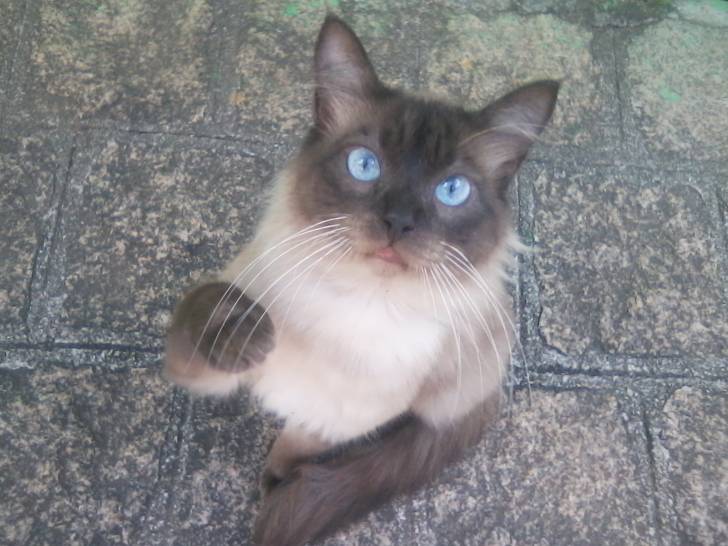 Teco - Mâle (8 mois)