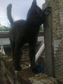 Jayroooo - Mâle (5 ans)