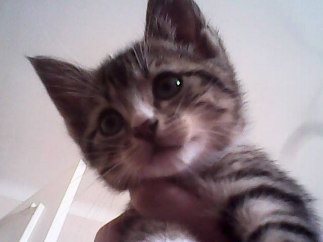 titi - Mâle (6 mois)