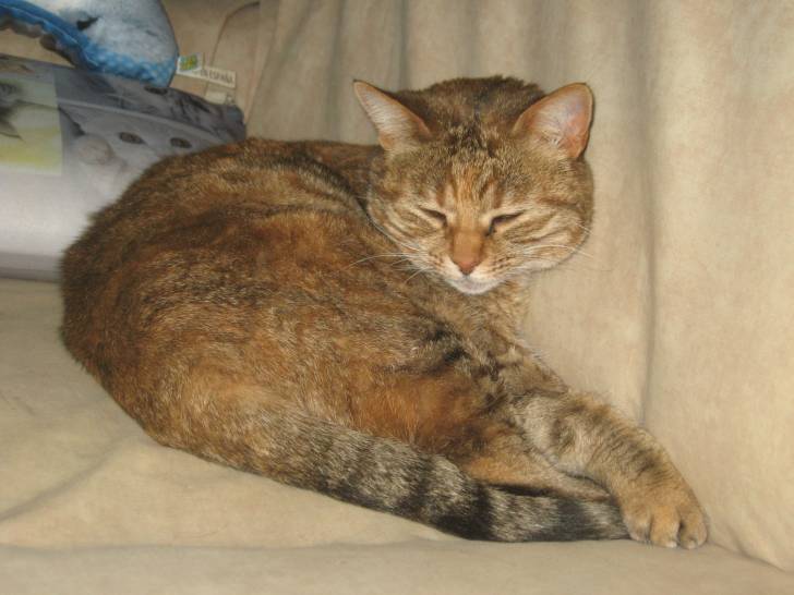 Canaille - (9 ans)