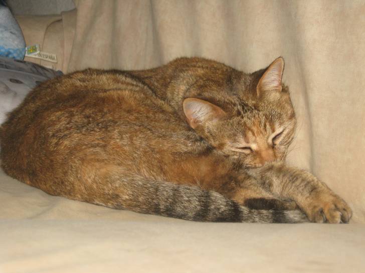 Canaille - (9 ans)
