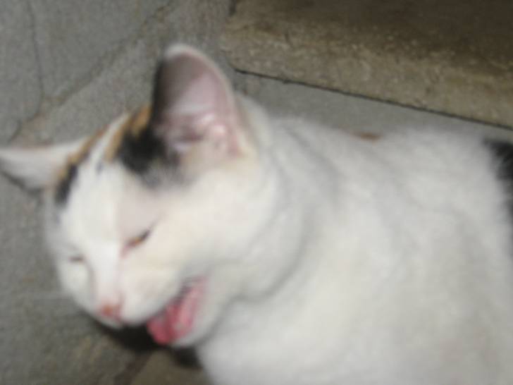 Tagada - (7 mois)