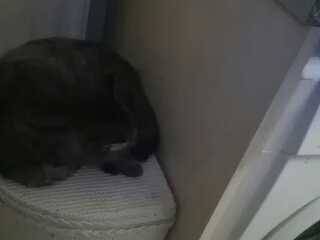 dullcy -