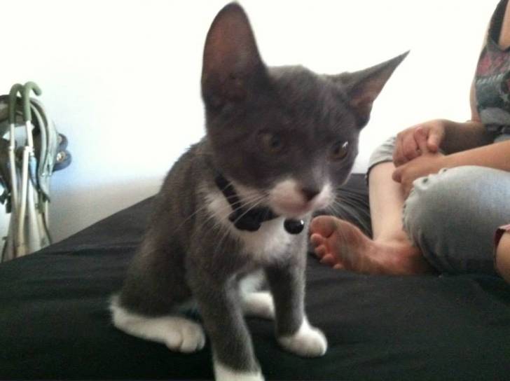 Dexie - (3 mois)