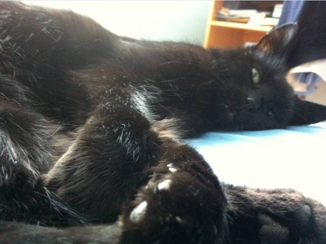 Cachou - (16 ans)
