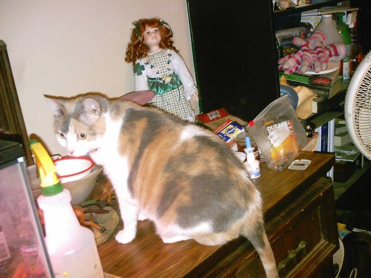 Patches - (8 ans)