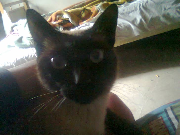 michi - Mâle (2 ans)