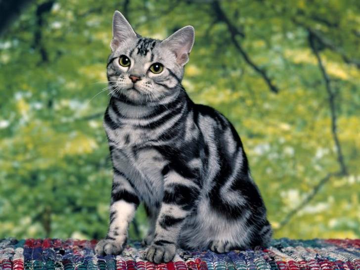 Silver - (4 ans)