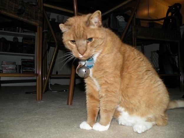 Ginger - (1 an)