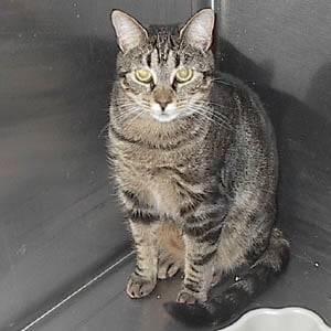 Tabby - Mâle (2 ans)