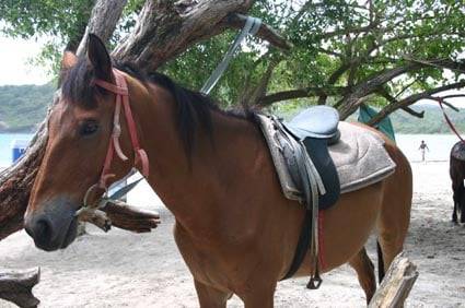 Java - Mâle (3 ans)