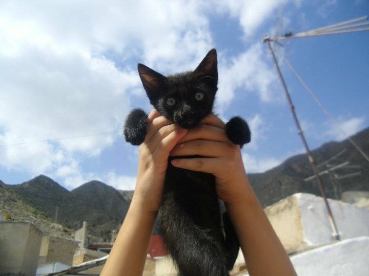 Uno (L) - Mâle (1 mois)