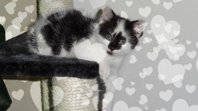 Hinna - (3 mois)