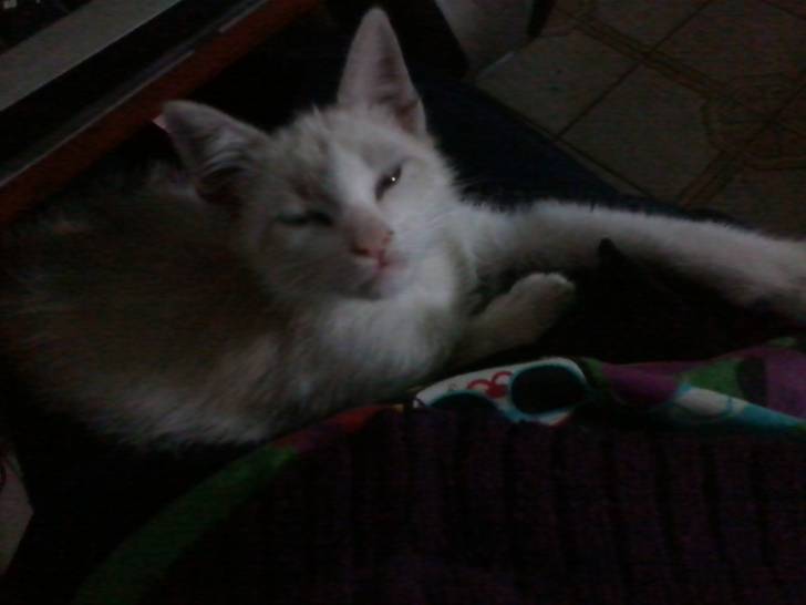 Otto - Mâle (2 mois)