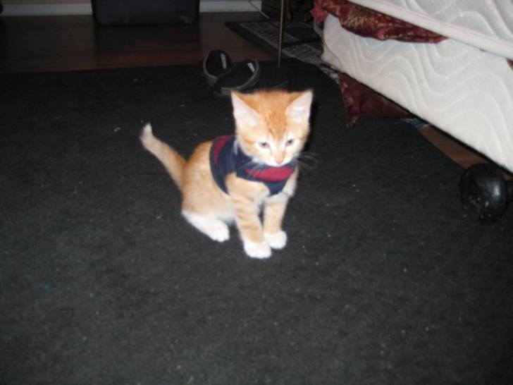 Ginger - Mâle (7 mois)