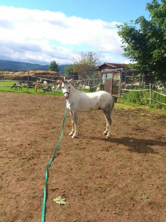 Welsh Mountain Pony A - Mâle (Autre)