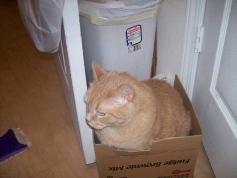 (RIP) Sherekahn - Mâle (12 ans)