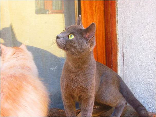 Perle - (8 mois)
