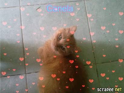 Canela - (5 ans)