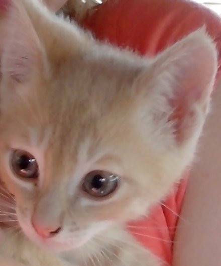 Ketchup - Mâle (10 mois)