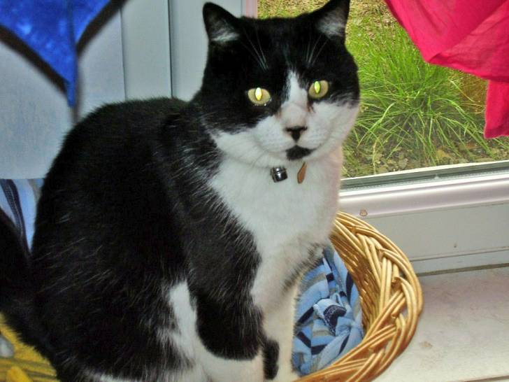 Tarzan - Mâle (13 ans)