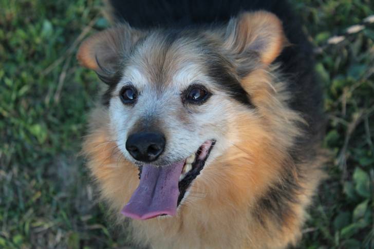 Benny - Mâle (14 ans)