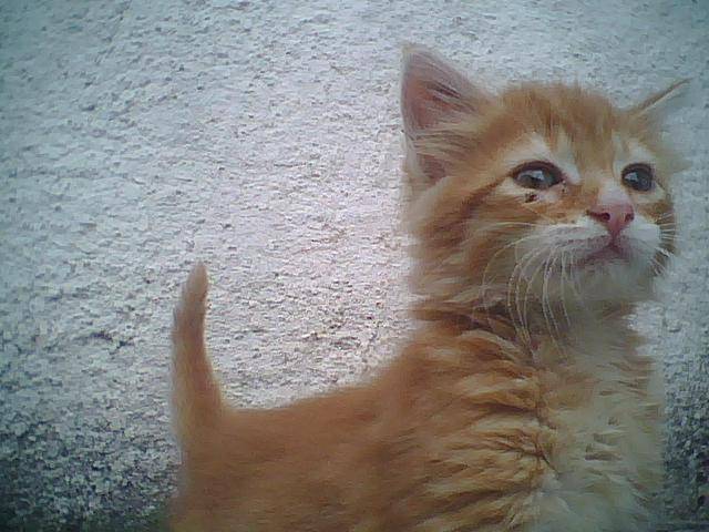Ramona - (3 mois)