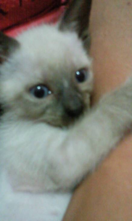 animal - (4 mois)