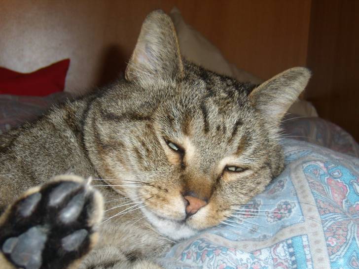 tigre - Mâle (10 ans)
