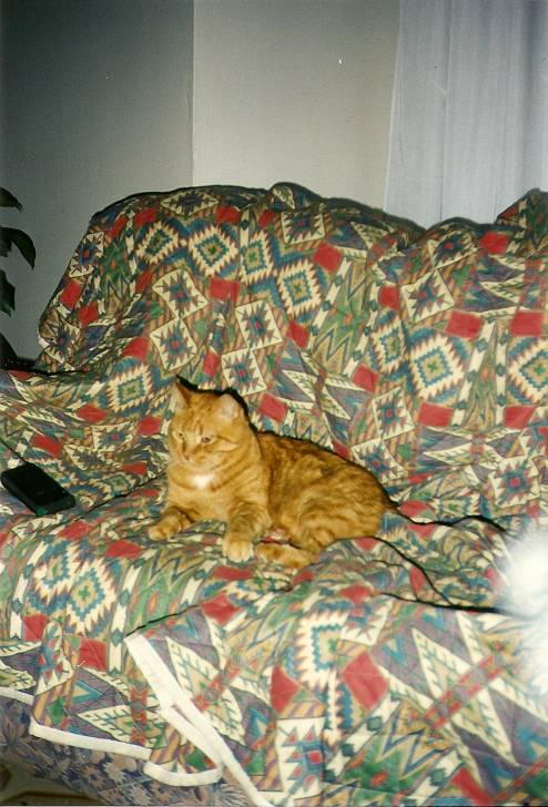 rudy - Mâle (15 ans)