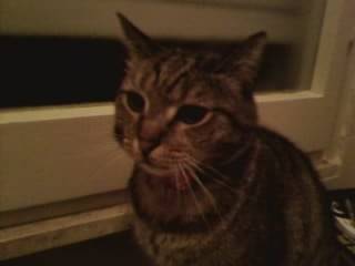 tigre - Mâle (6 ans)