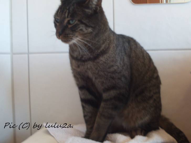 Tiger - Mâle (3 ans)