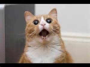 Funny BLAH cat! -