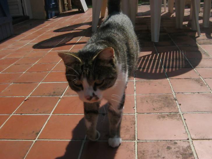 Chouchou(décédé) - Mâle (5 ans)