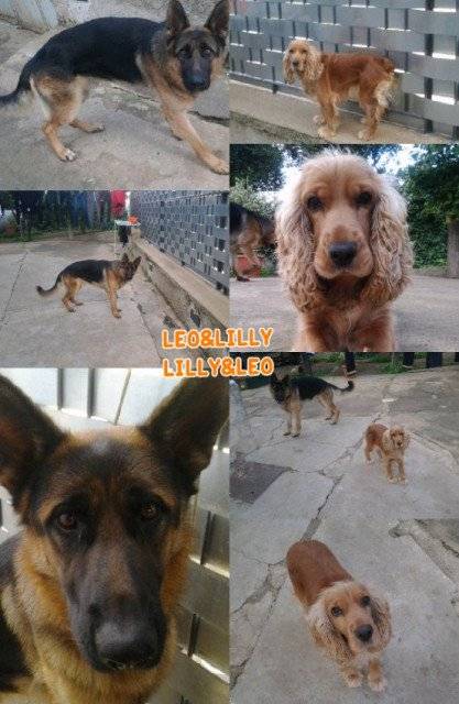 Leo & Lilly -