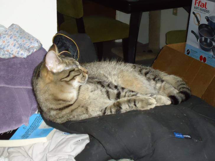 Petey - Mâle (3 ans)