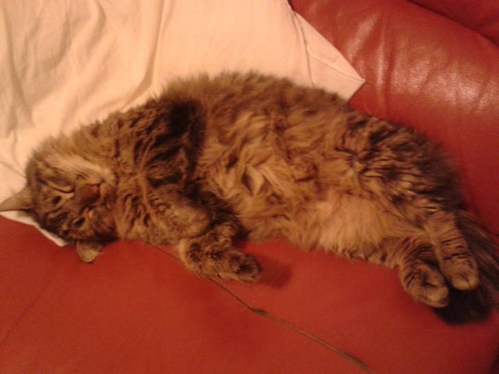 Jade - (3 ans)