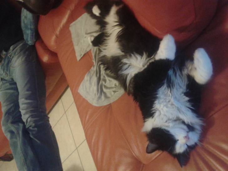 Miaou - Mâle (7 mois)
