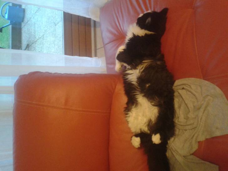 Miaou - Mâle (7 mois)