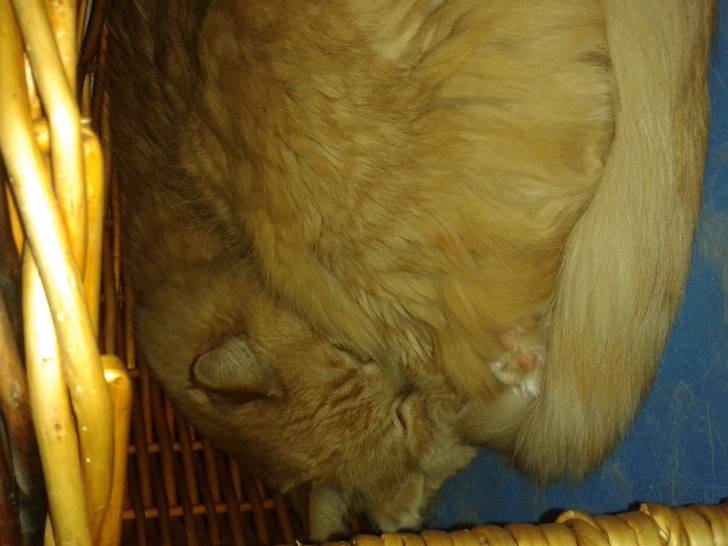 Timmy - Mâle (9 ans)