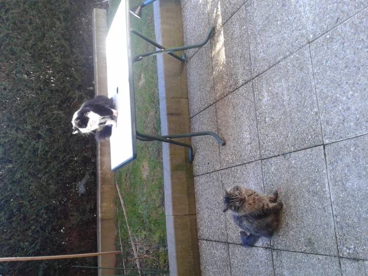 Miaou et Jade - (7 mois)