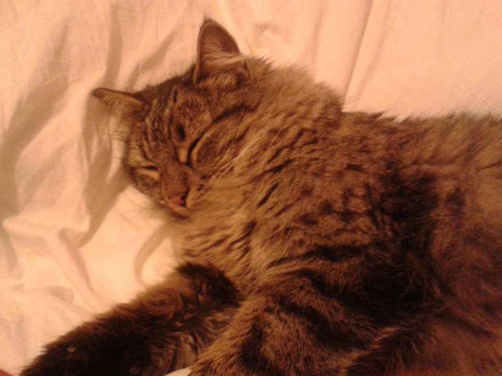 Jade - (3 ans)