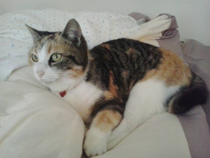Sissi - (8 ans)