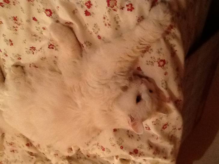 Minou - Mâle (15 ans)