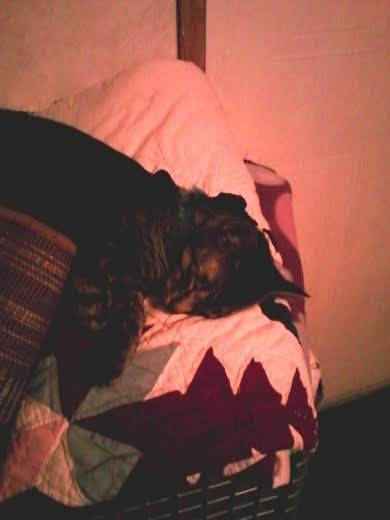 Nefra Sleeping in her Favortie Spot - (3 ans)