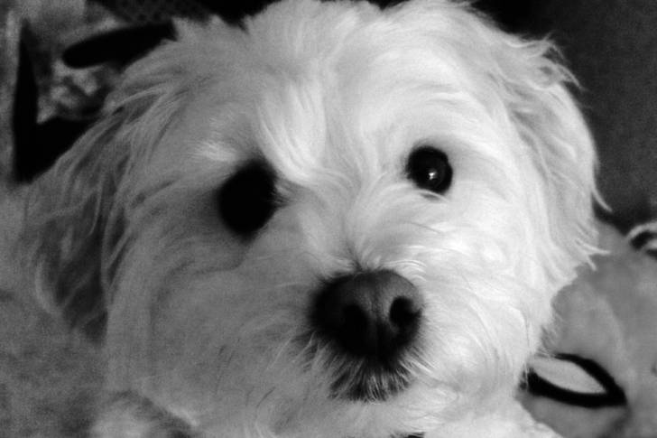 Tuffles - Mâle (3 ans)