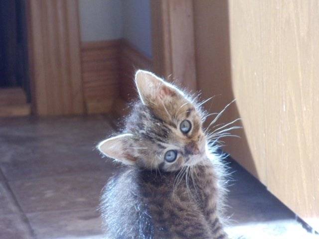 Timmy - Mâle (1 mois)